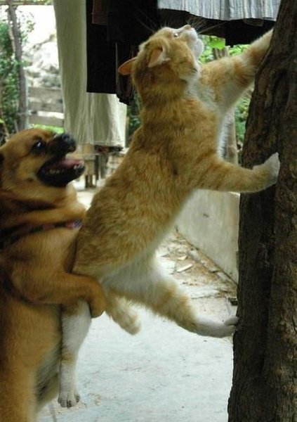 Коты помогают друг другу