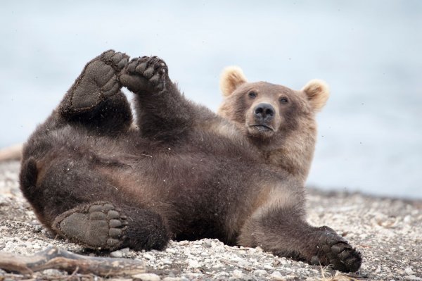 Картинки смешные смешной медвежонок (53 фото)