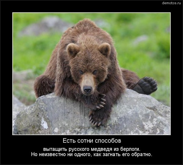 Медведь прикол
