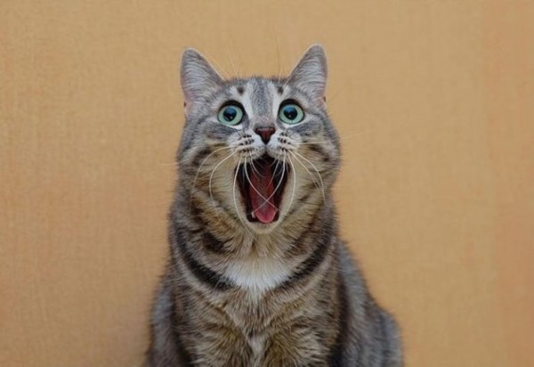 Кот с открытым ртом