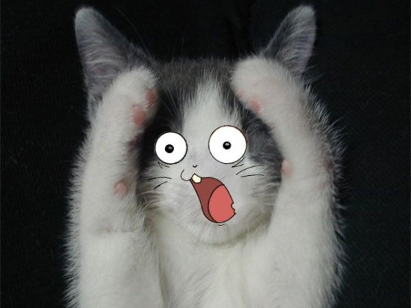 Кот в шоке Мем