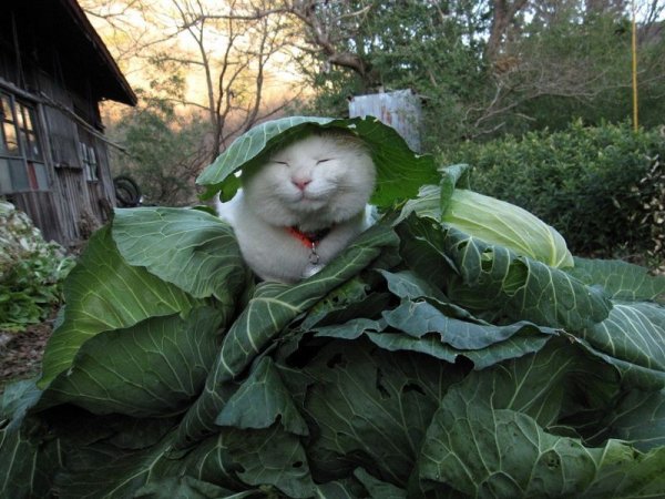 Кот с капустой