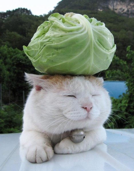 Кот с капустой