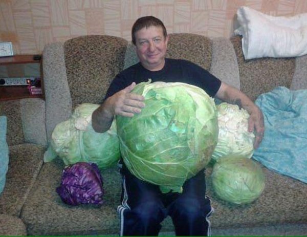Огромная капуста