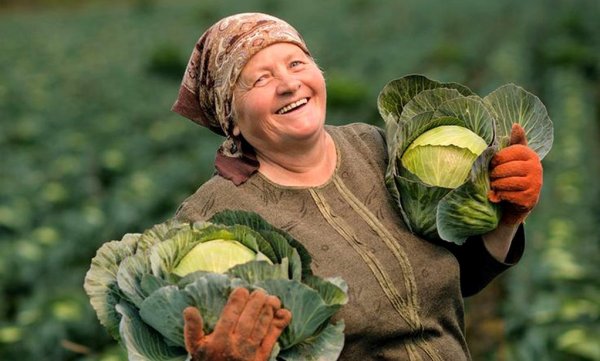 Бабушка с капустой
