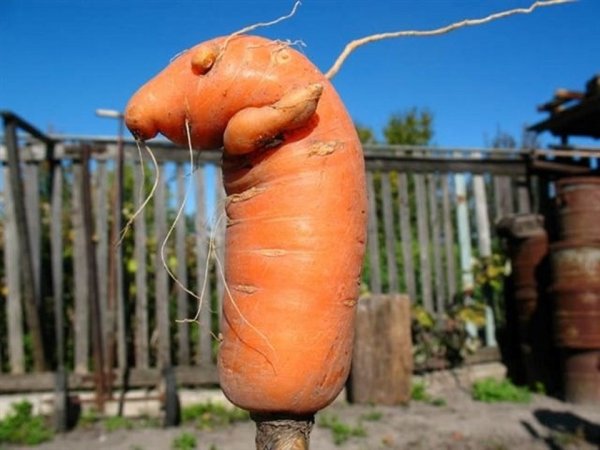Самый смешной овощ