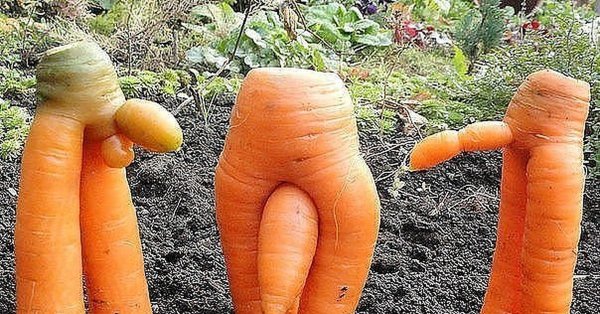 Шутки природы овощи