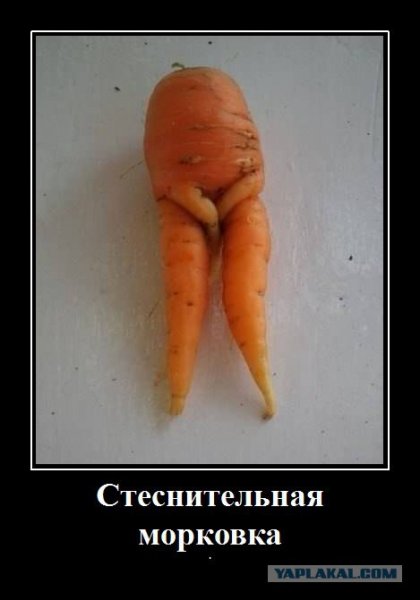 Шутки про морковь
