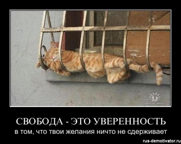 Челябинские коты настолько суровы