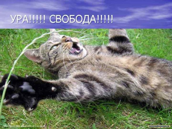 Свобода смешные