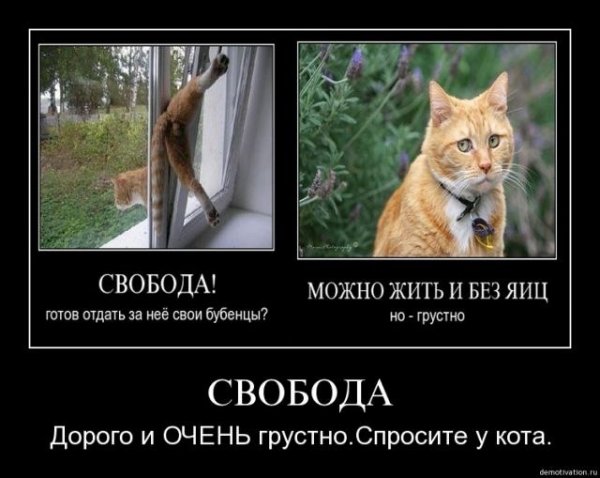 Свобода смешные картинки