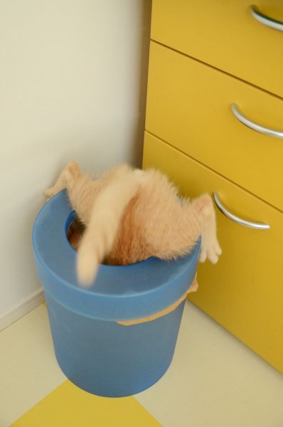 Кот в ведре с водой