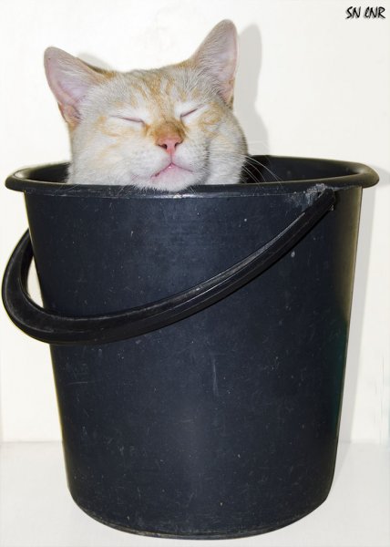 Котик с ведрами