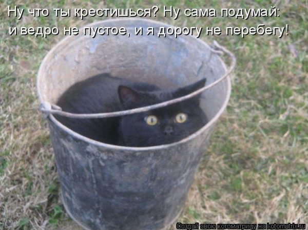 Черный кот в ведре