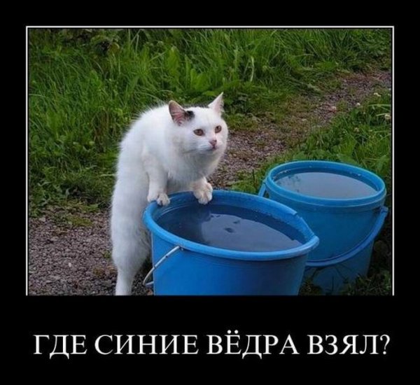 Ведро демотиватор