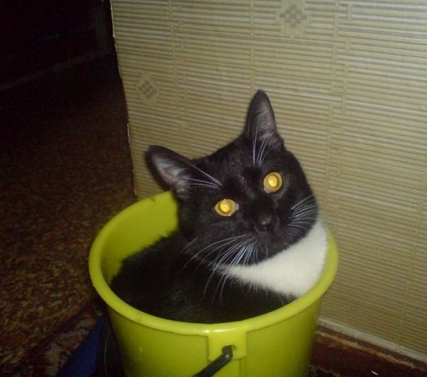 Ведро для кошачьего