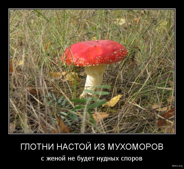 Приколы про грибы мухоморы