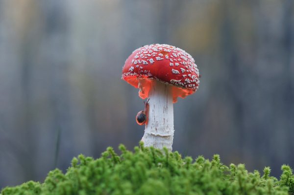 Грибы мухомор улитка