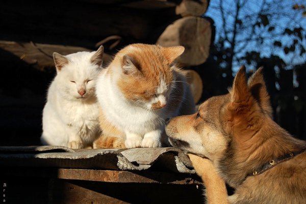 Смешные картинки про жизнь