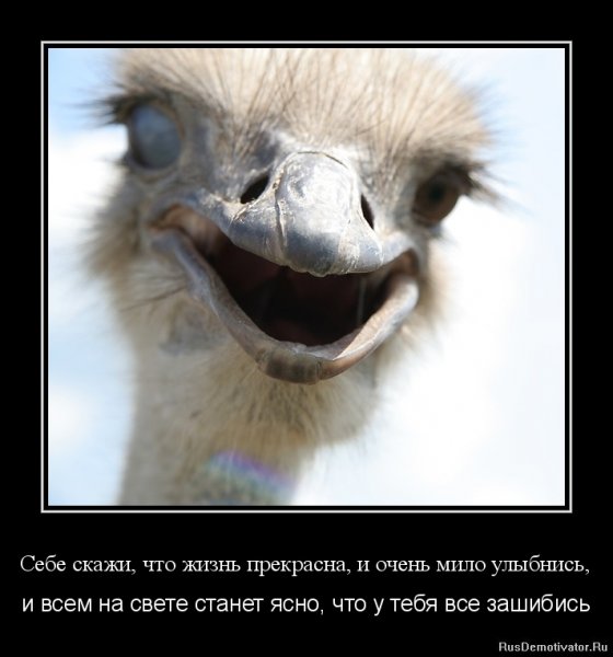 Жизнь прекрасна приколы