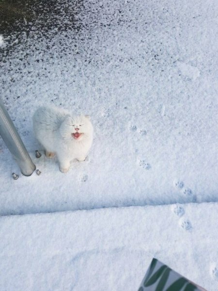Кот прячется в снегу