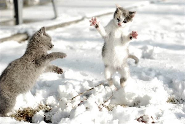 Котята зимой