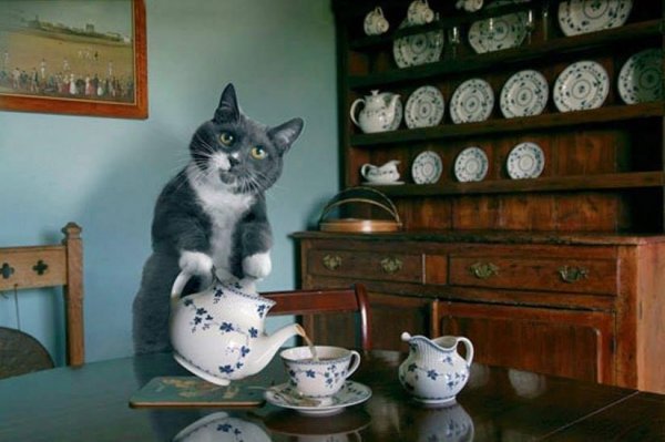 Коты с чаем