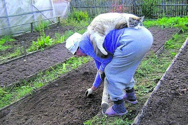 Смешное про дачу