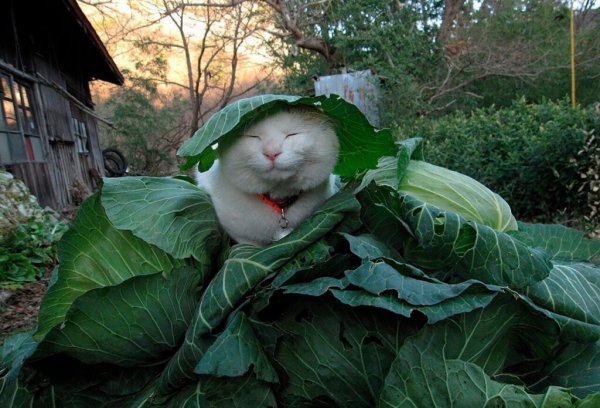 Кот с капустой