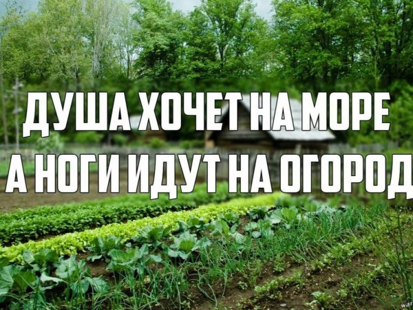 Приколы про огород