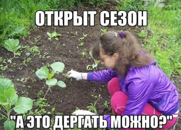 Смешные картинки про огород