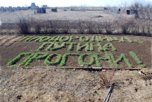 Весна рассада огород прикольные