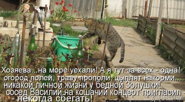 Смешные картинки про огород