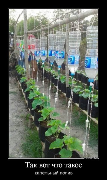 Смешное про огород