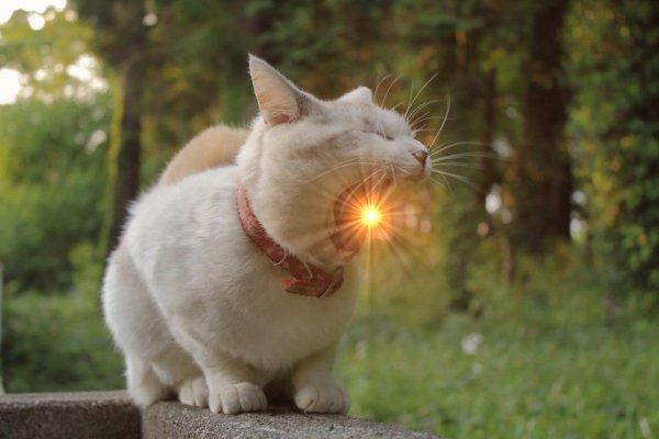 Котик на солнышке