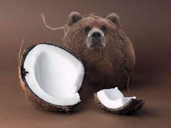 Смешные предметы