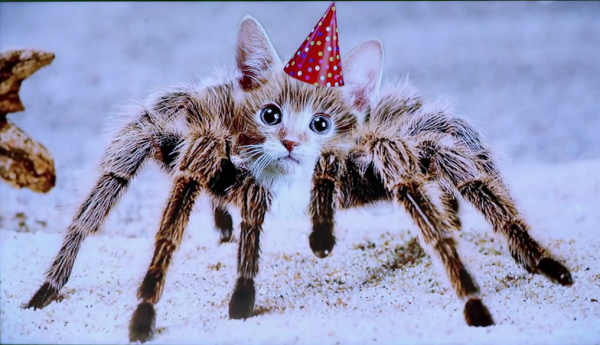 Котик паук