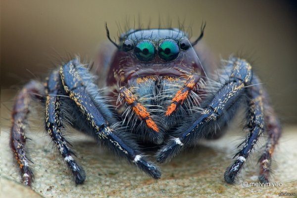 Королевский паук скакунчик