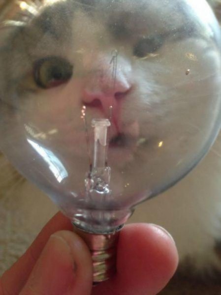 Кот с лампочкой во рту