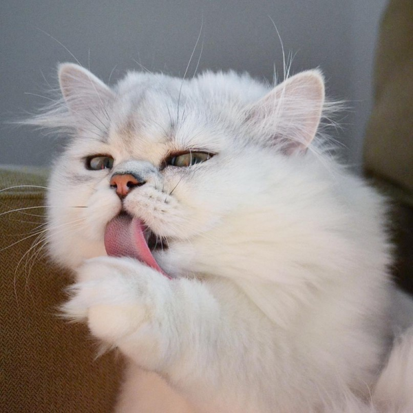 Серьезный милый кот