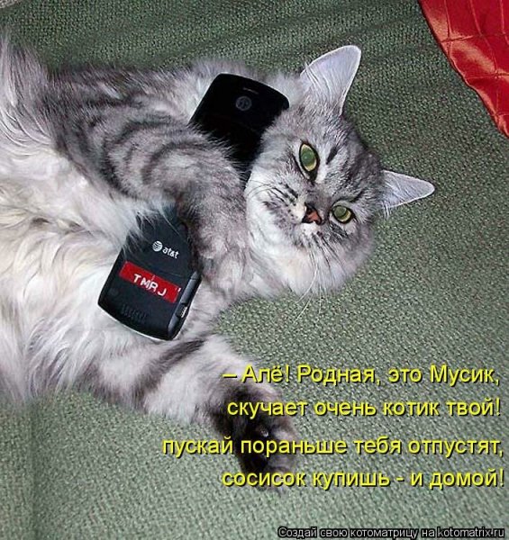 Коты с надписями
