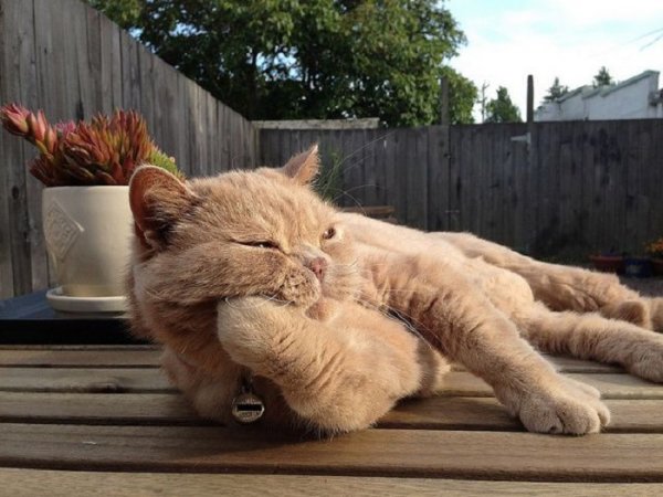 Коту скучно