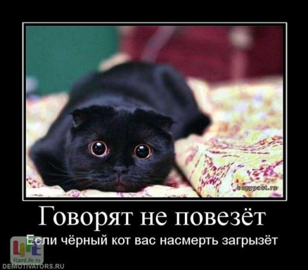 Черный кот юмор