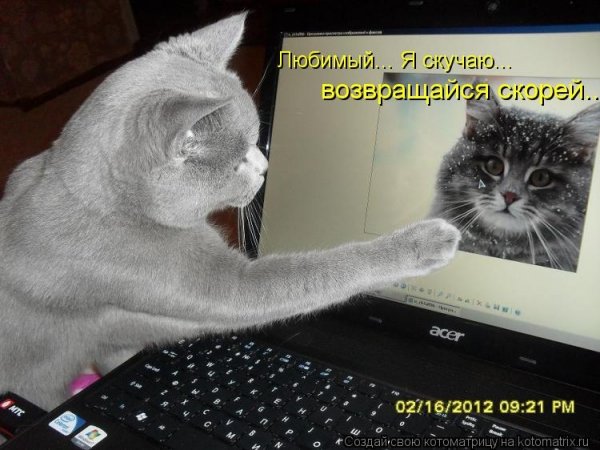 Мне скучно котик