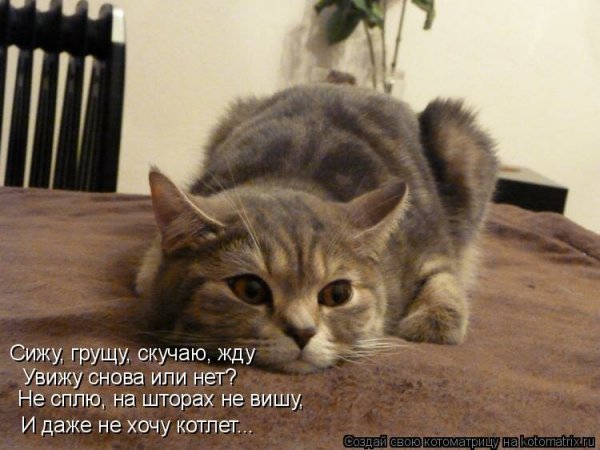 Котэ скучает