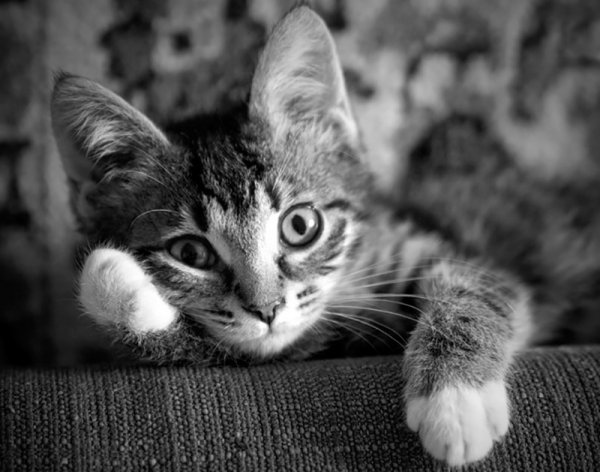 Кот один скучает