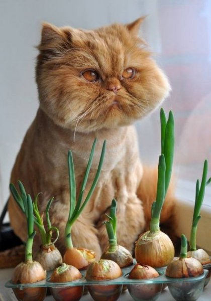 Кот с луком