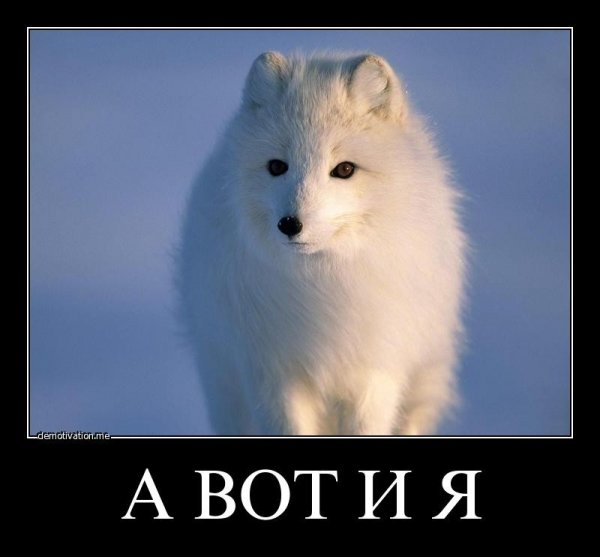 Песец смешной