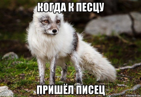 Облезлый песец