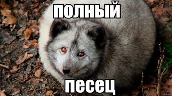 Прикольный писец